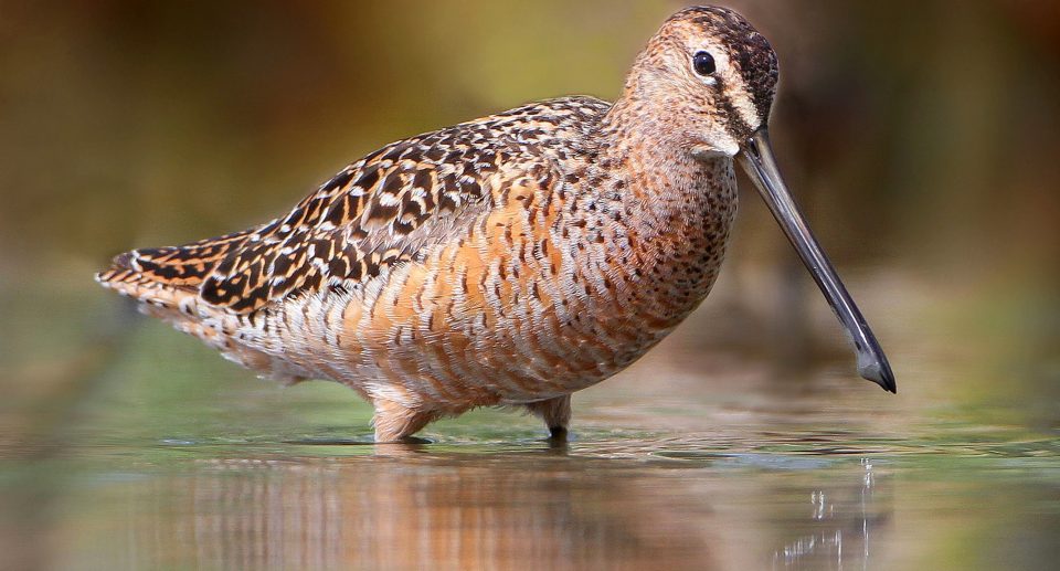 Großer Schlammläufer – Schnepfenvogel mit Riesenschnabel