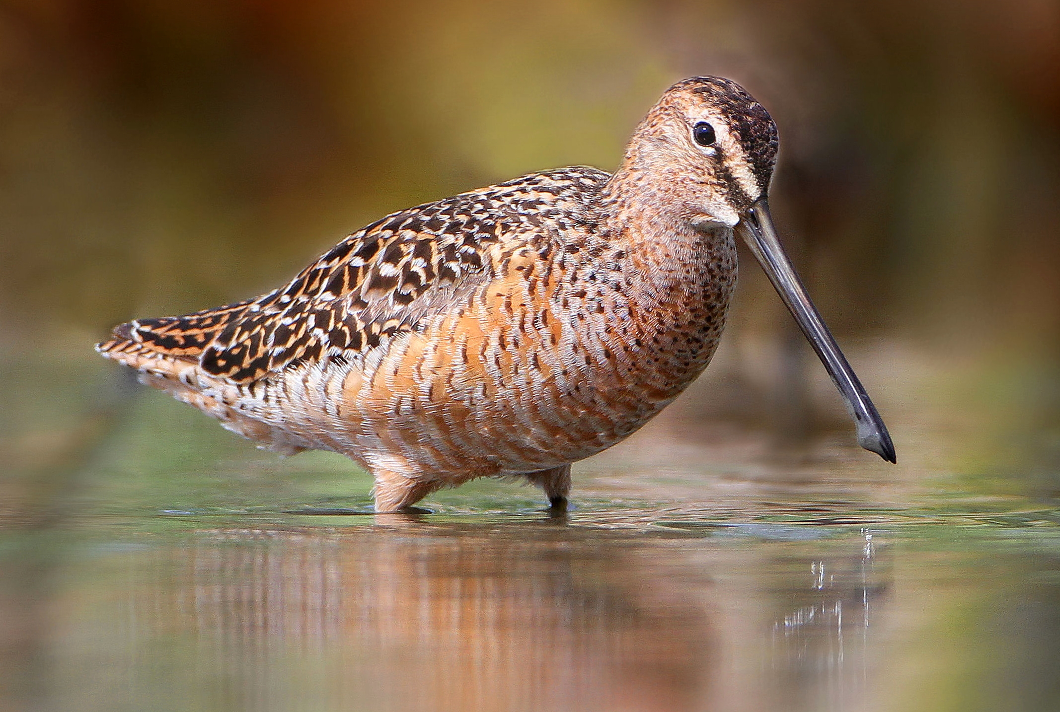 Großer Schlammläufer – Schnepfenvogel mit Riesenschnabel