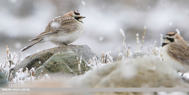 Winterbeobachtung: Sperlingsvögel im Wattenmeer