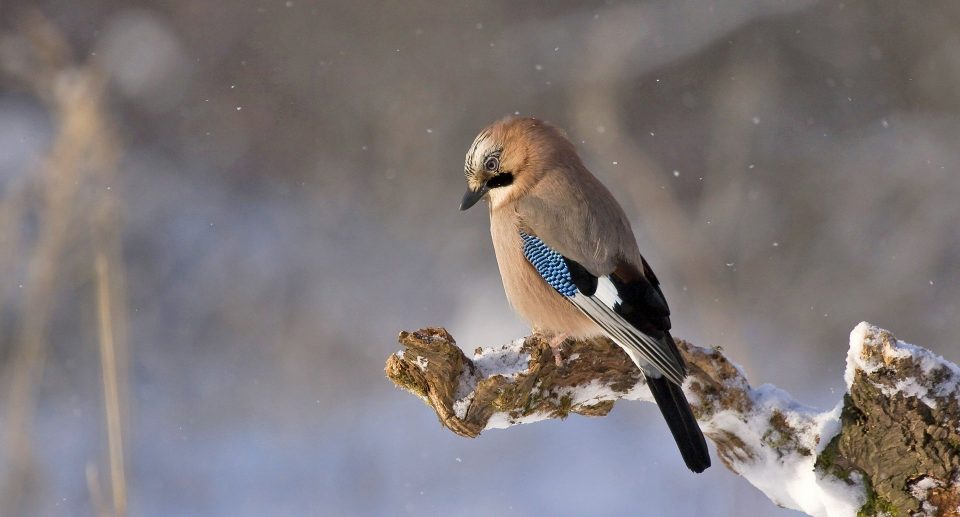 Vogelfotografie im Winter