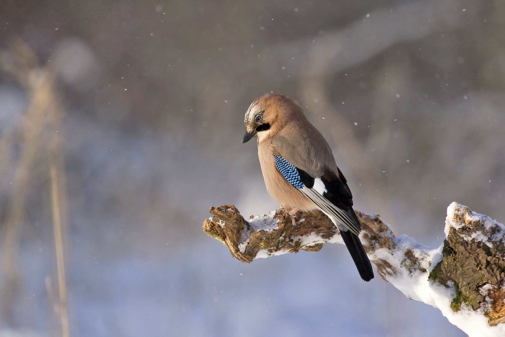 Vogelfotografie im Winter