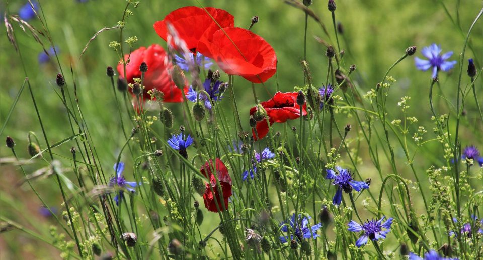 Blühstreifen – Wertvolle Lebensräume auf dem Feld