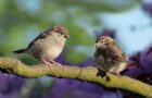 Wie hören Vögel?
