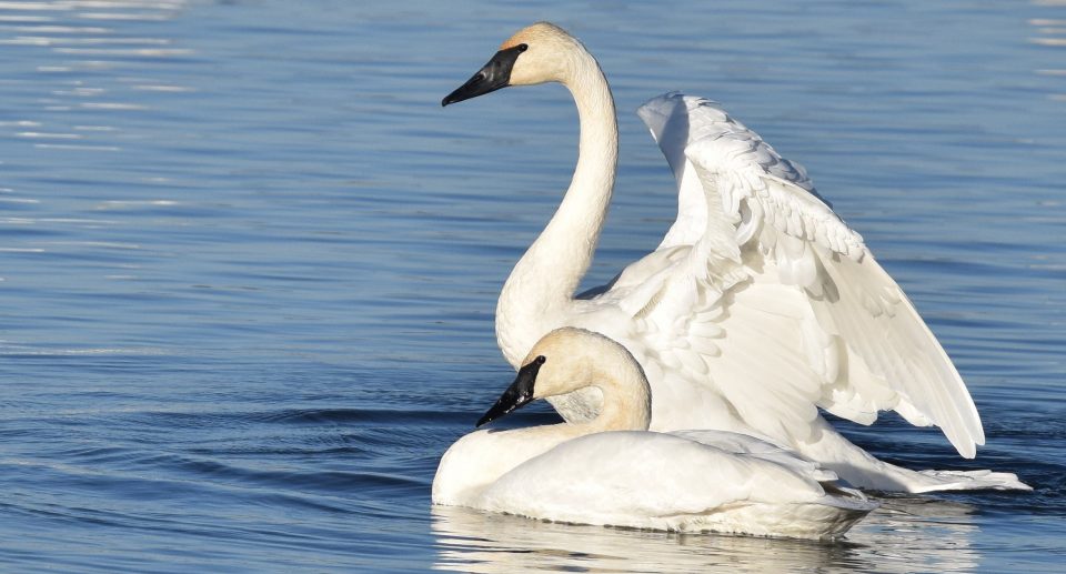 Trompeterschwan – Weiß gefiederte Tröte