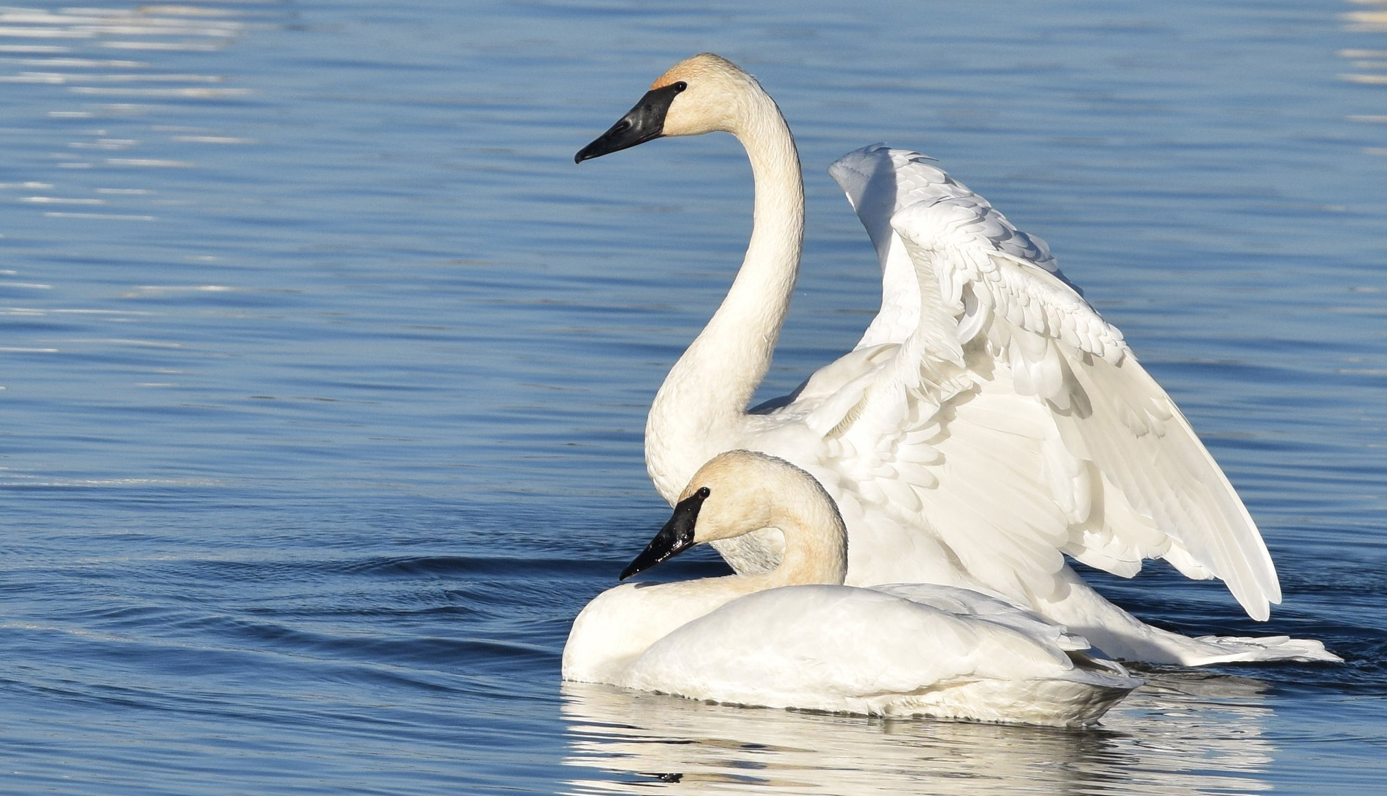 Trompeterschwan – Weiß gefiederte Tröte