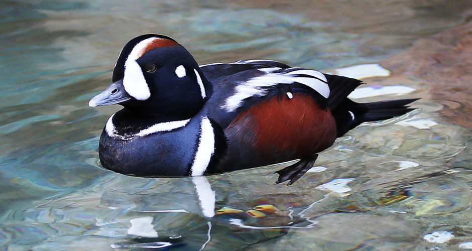 Kragenente – Federleichter Harlekin