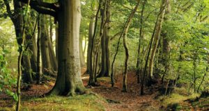 Das Lübecker Lauerholz