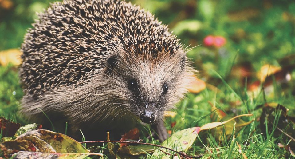 Milde Winter und ihre Folgen in der Tierwelt