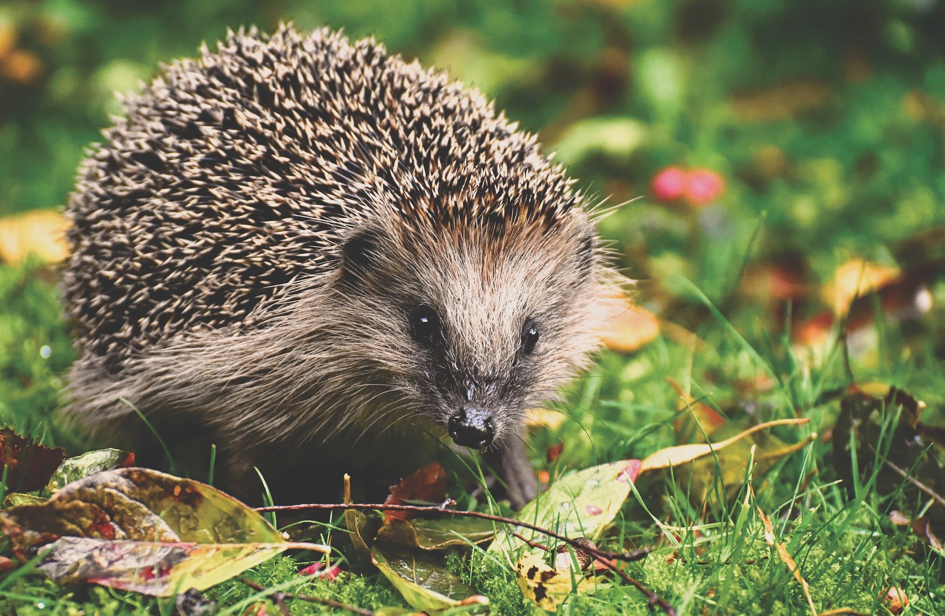 Milde Winter und ihre Folgen in der Tierwelt