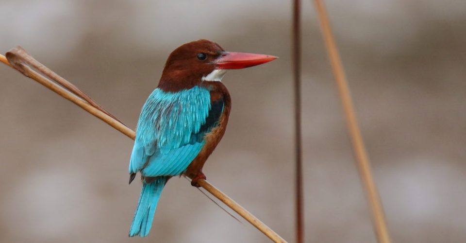 Braunliest – Kastanienbrauner Eisvogel