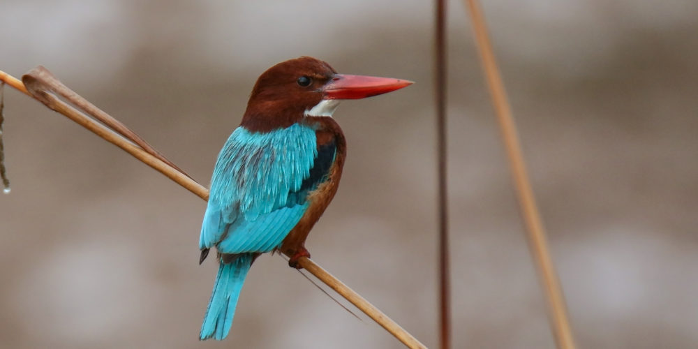 Braunliest – Kastanienbrauner Eisvogel