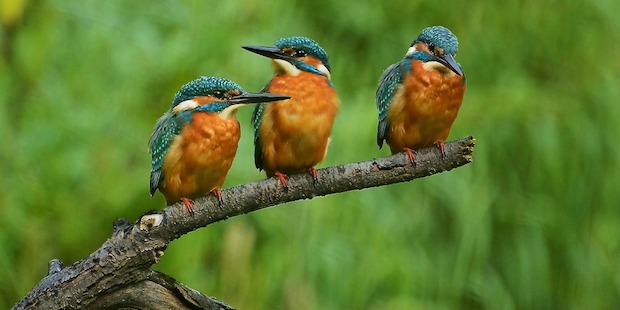 Das Fränkische Seenland – ornithologisch herausragende Feuchtgebiete