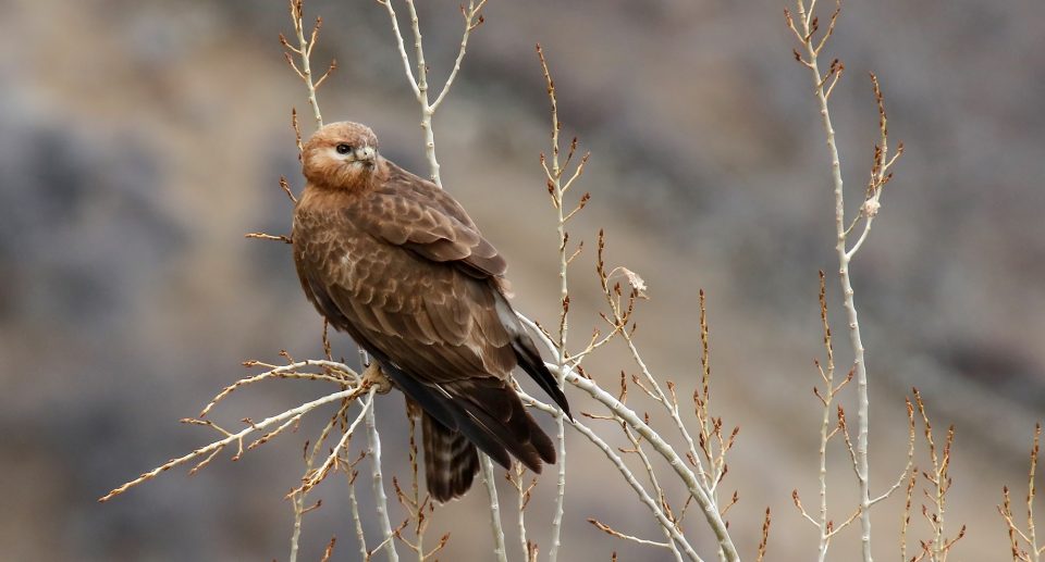 Adlerbussard – Jäger der Wüste