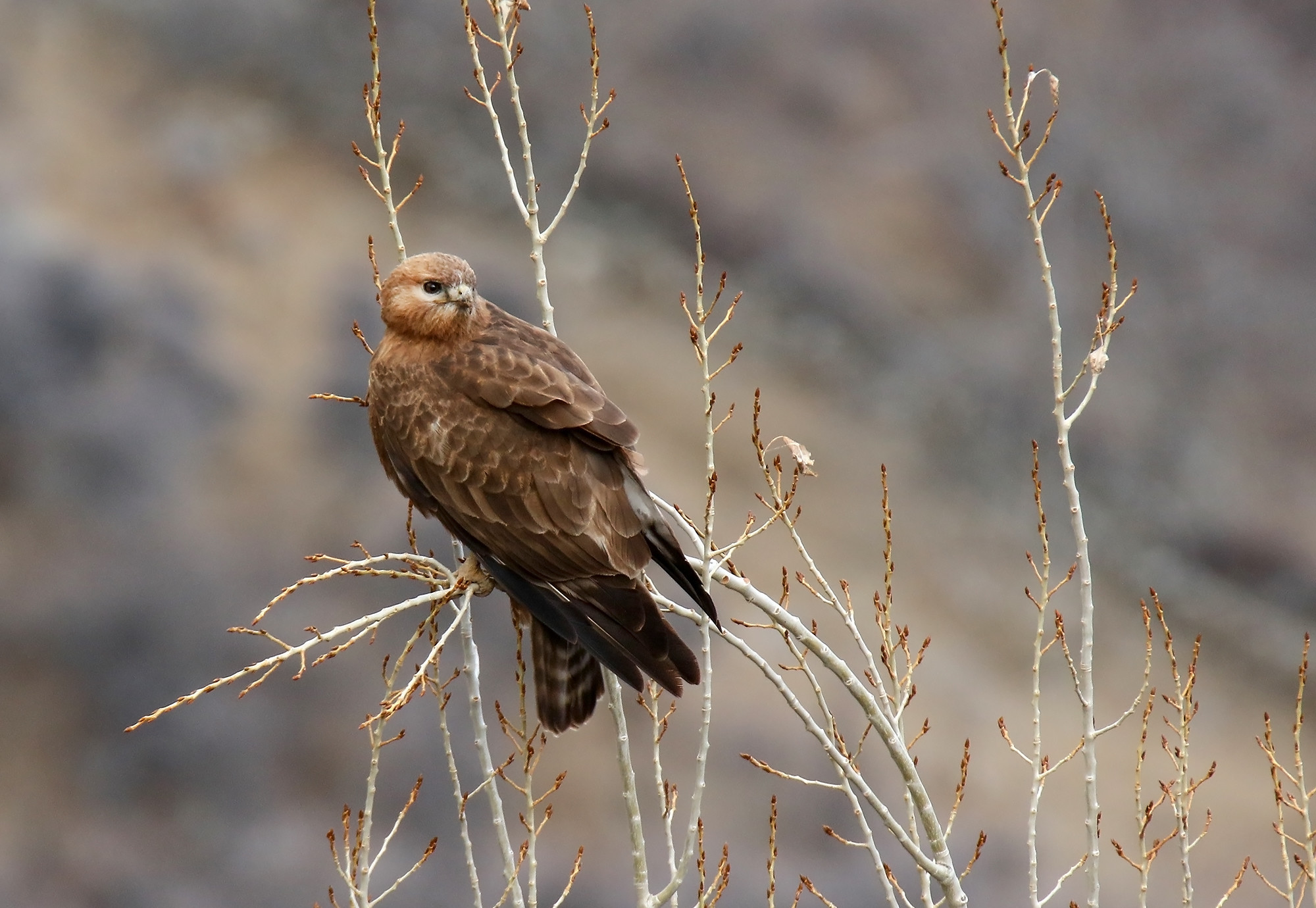 Adlerbussard – Jäger der Wüste