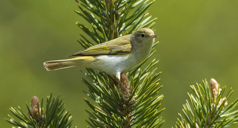 Berglaubsänger – Wärmeliebender Insektenfresser