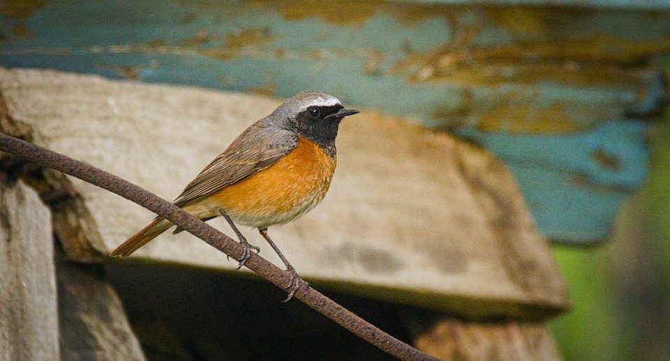 Der Gartenrotschwanz – Aufgeregter Höhlenbrüter