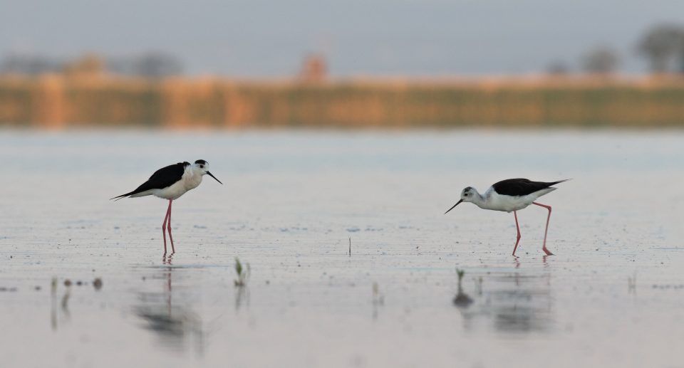 Zwischen Österreich und Ungarn: Der Neusiedler See