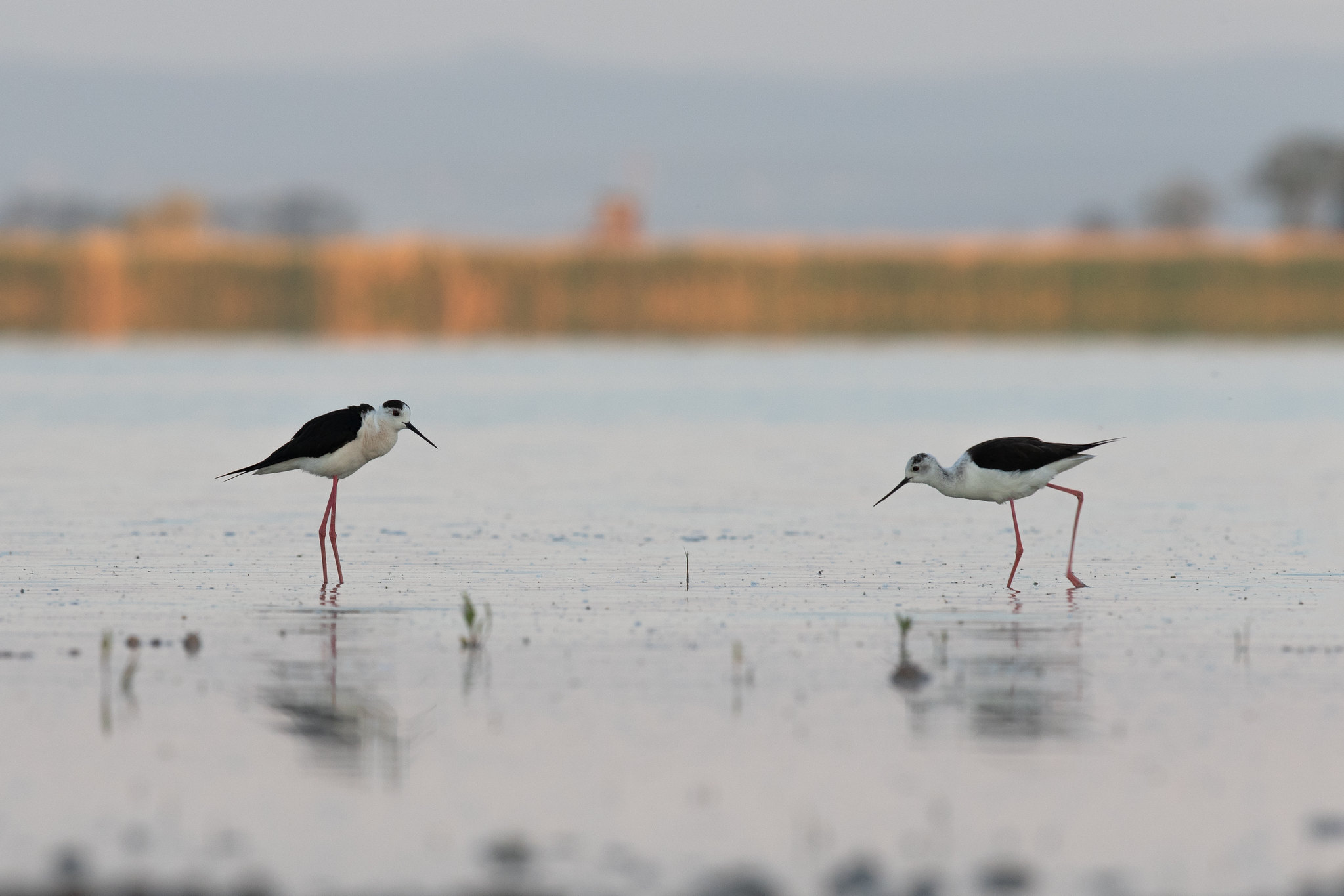 Zwischen Österreich und Ungarn: Der Neusiedler See