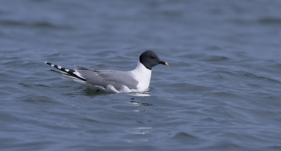 Schwalbenmöwe – Robuste Arktisbewohnerin