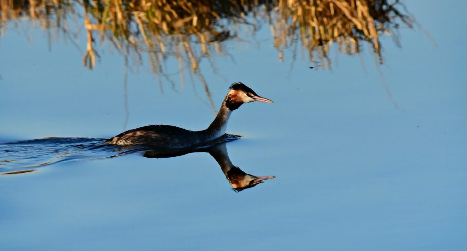 Wasservögel beobachten: 7 Tipps