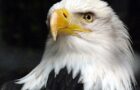 Wie sehen Vögel?