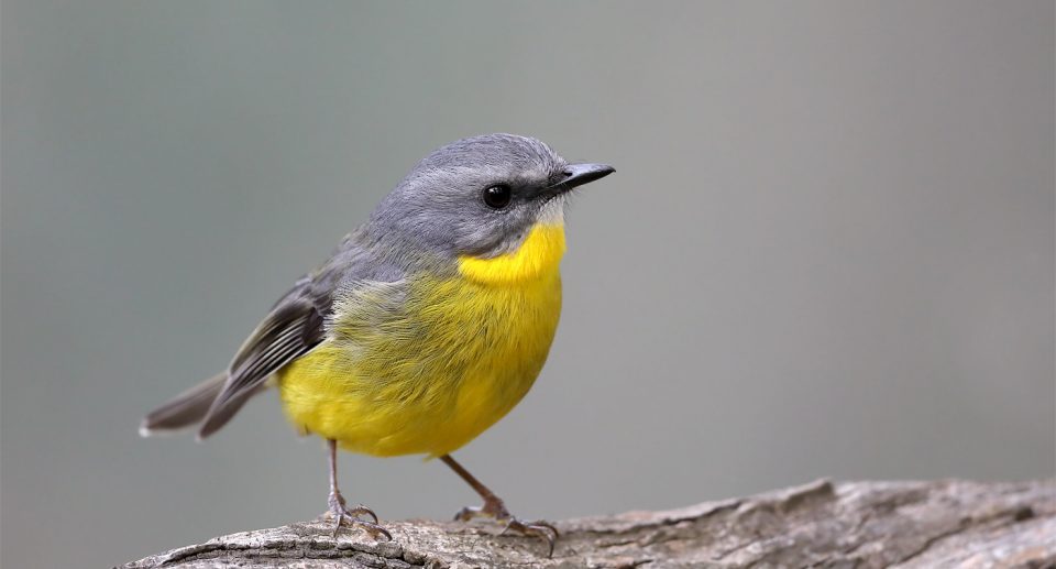 Goldbauchschnäpper – Australischer Insektenjäger