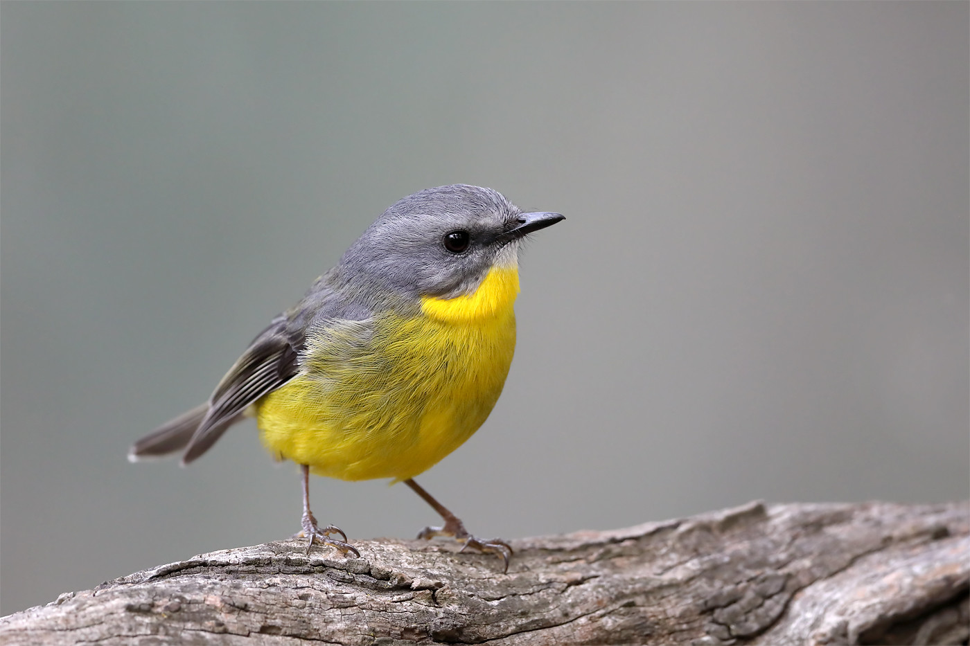 Goldbauchschnäpper – Australischer Insektenjäger