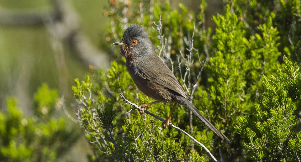 Provencegrasmücke – Rotäugige Heidebewohnerin