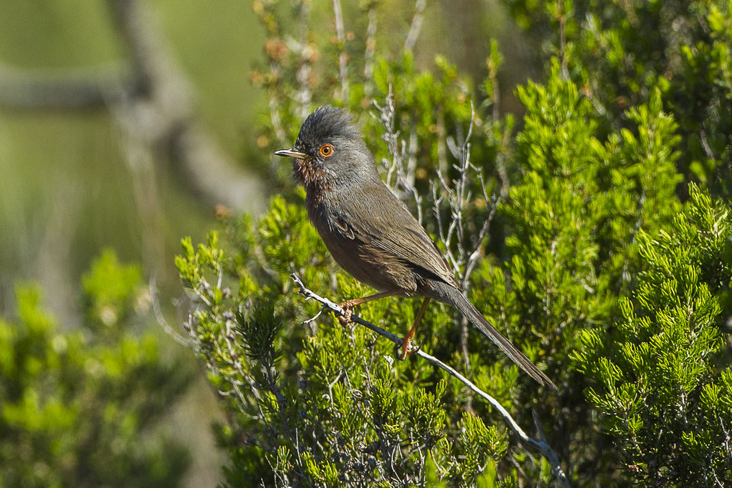 Provencegrasmücke – Rotäugige Heidebewohnerin