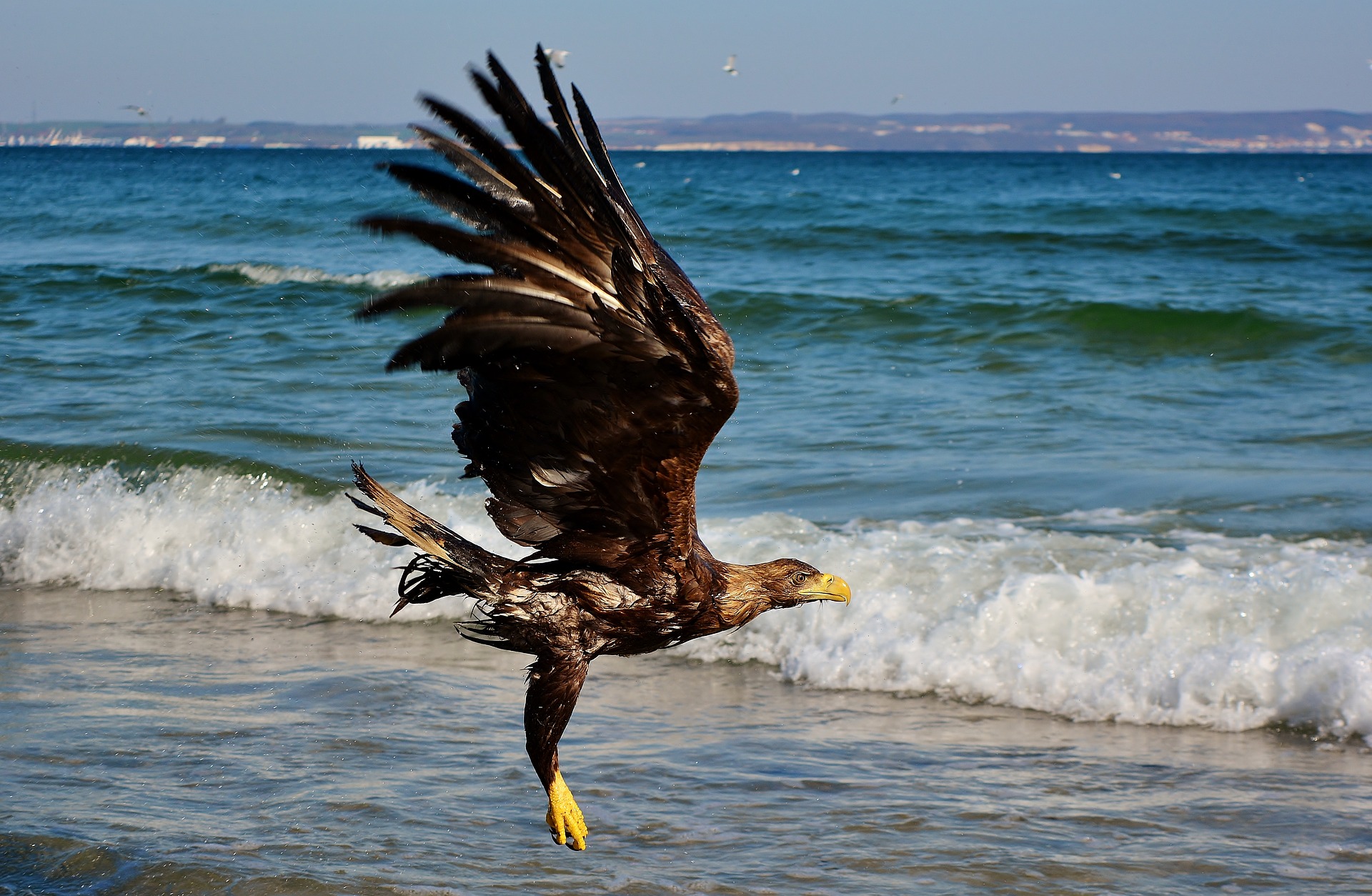 Könige der Küste: Seeadler auf Usedom