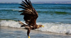 Könige der Küste: Seeadler auf Usedom