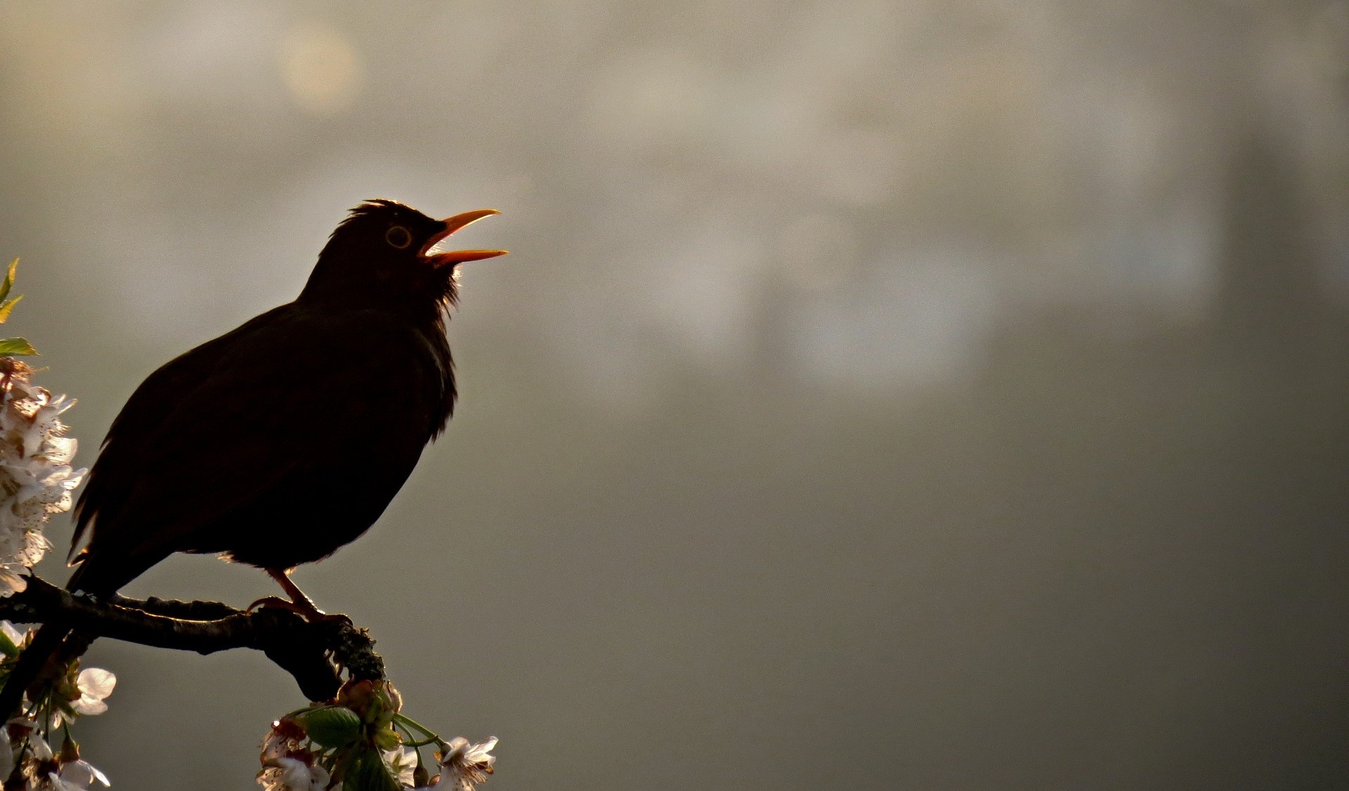 Dawn Chorus – Haltet das Vogelkonzert vor eurer Tür fest