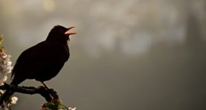 Dawn Chorus – Haltet das Vogelkonzert vor eurer Tür fest