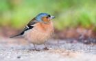 Die Finken – Eine artenreiche Vogelfamilie
