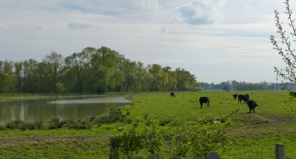 Die Kiebitzwiese in Nordrhein-Westfalen