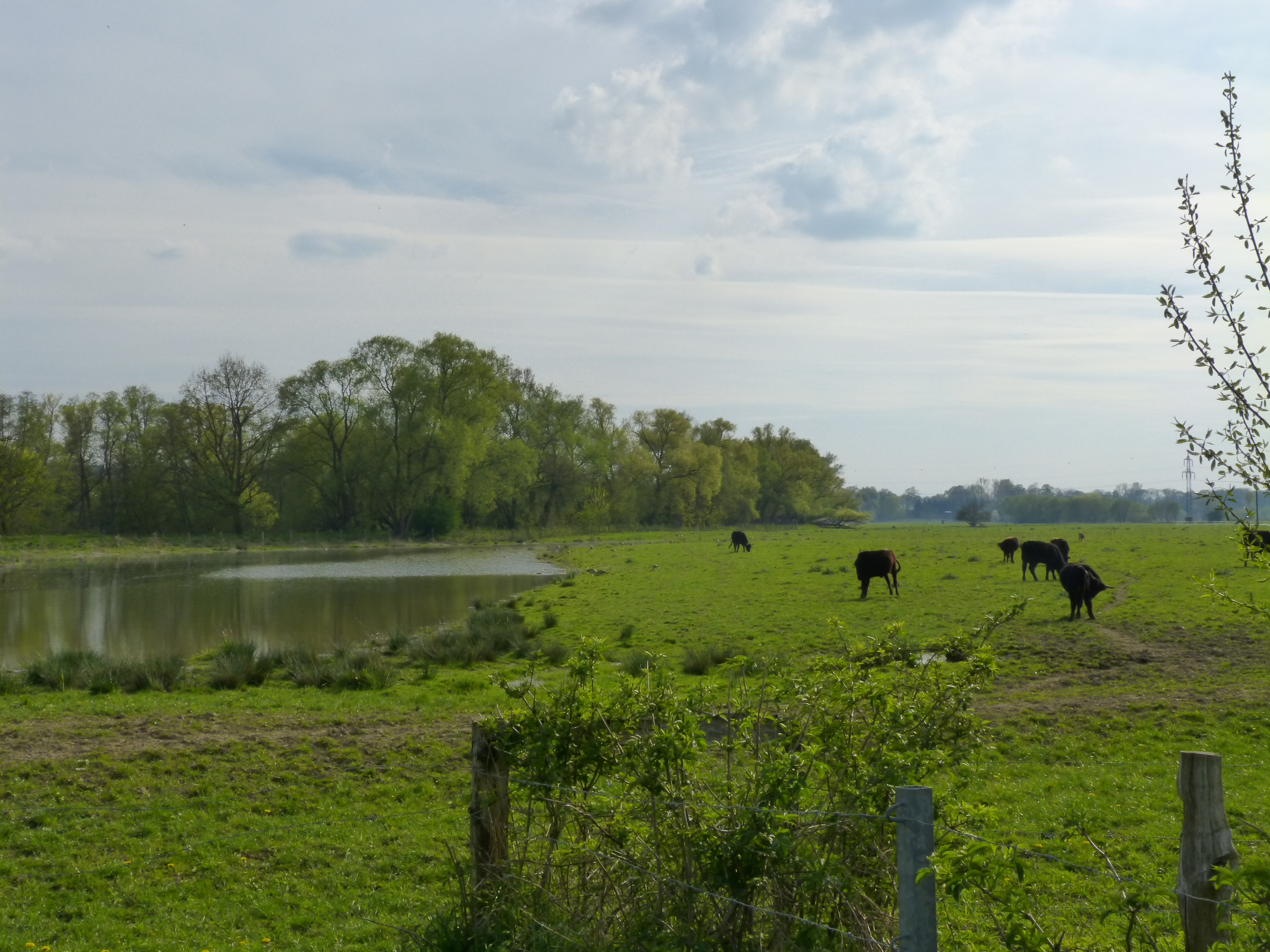 Die Kiebitzwiese in Nordrhein-Westfalen