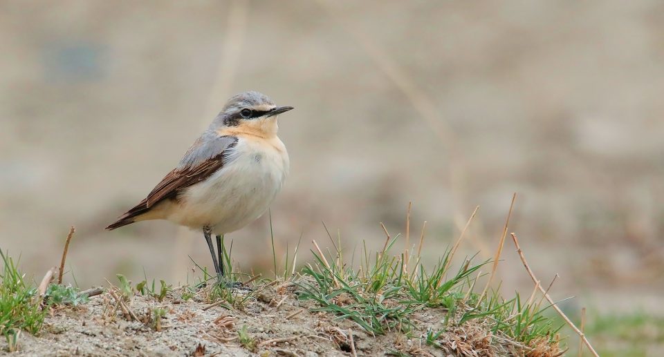 Steinschmätzer und Wildkaninchen: Eine besondere Freundschaft