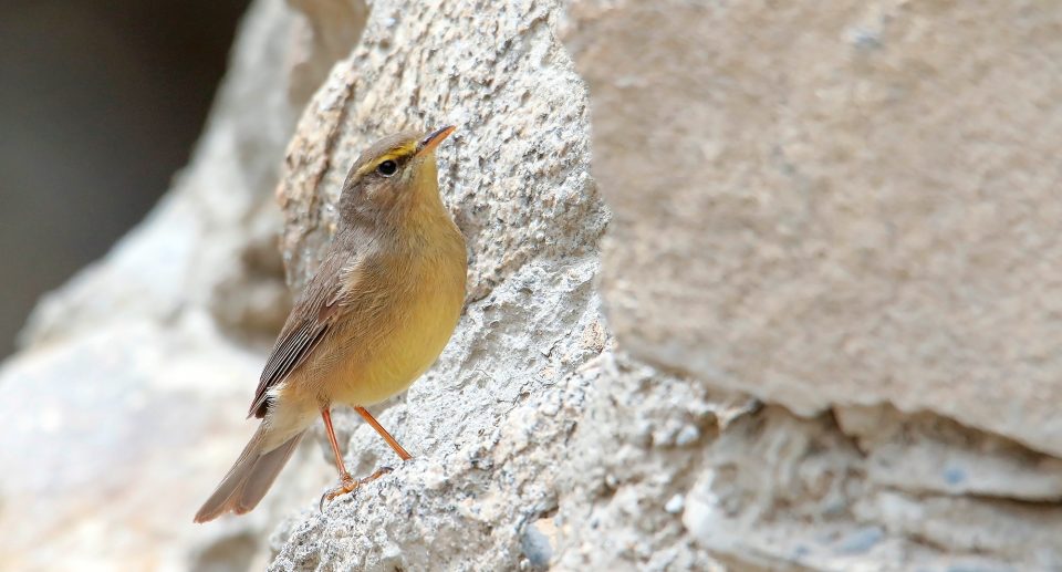 Felsenlaubsänger – Rebellischer Gelbbauch