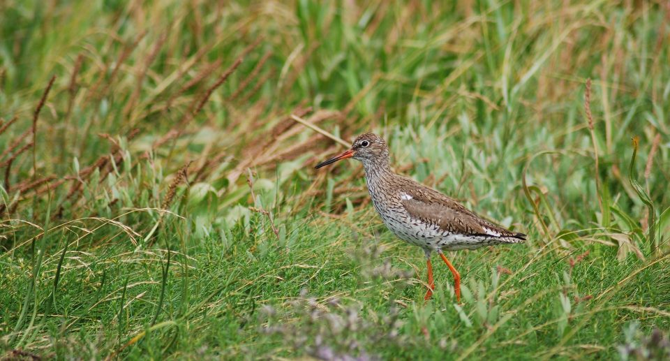 Vogelbeobachtung im niedersächsischen Meerbruch