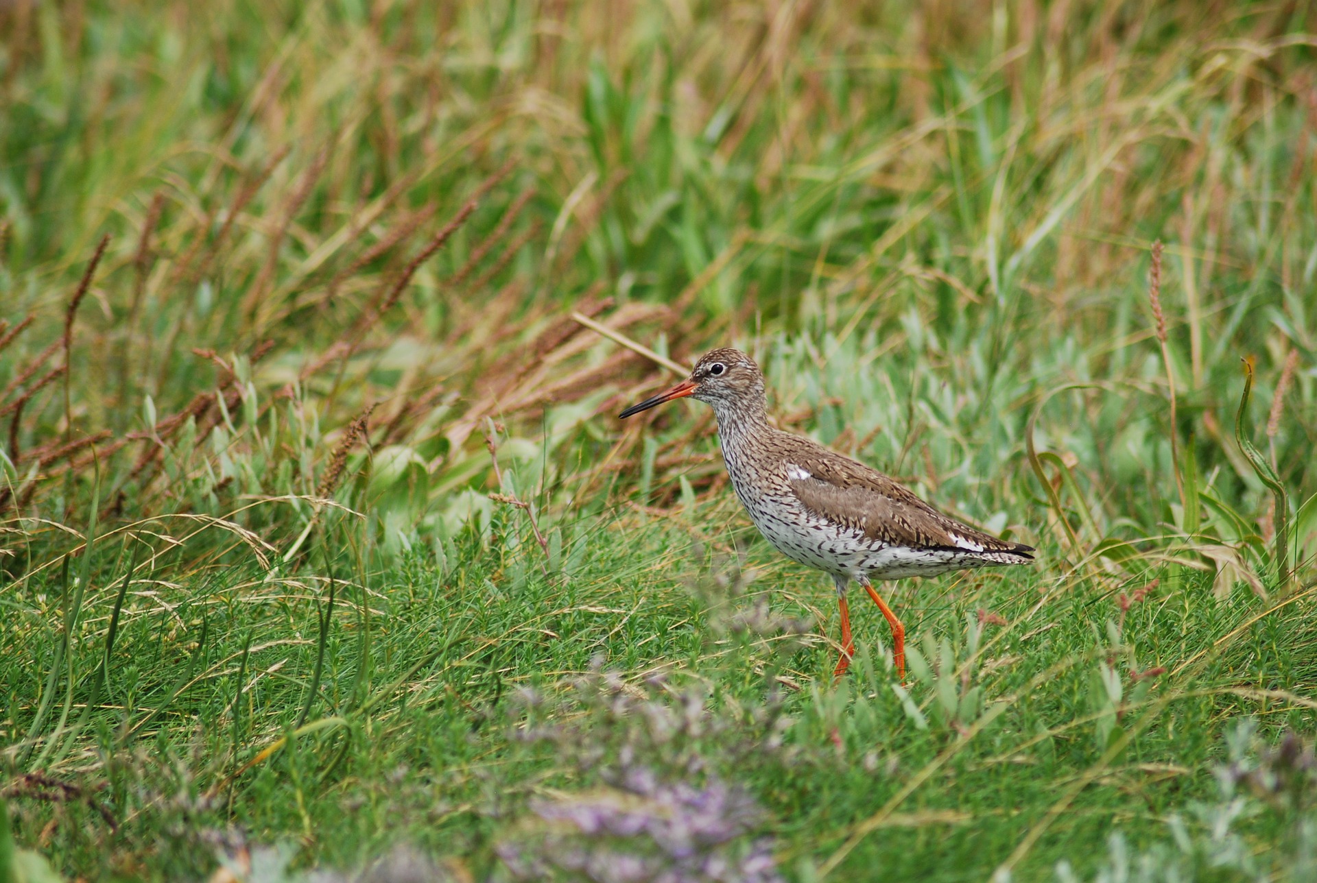 Vogelbeobachtung im niedersächsischen Meerbruch