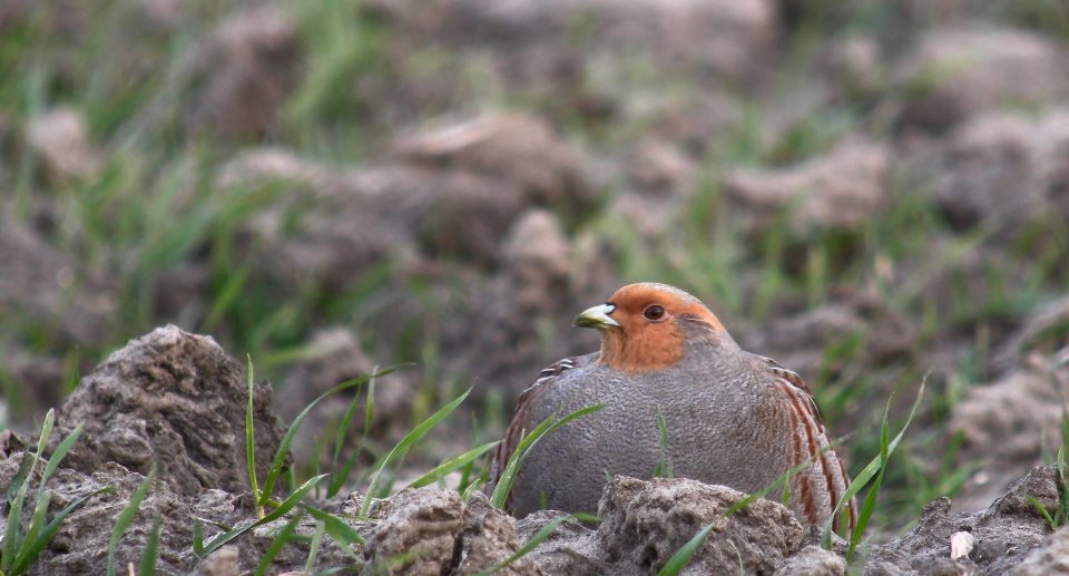 Hallo Rebhuhn! Naturschutz in der Agrarlandschaft