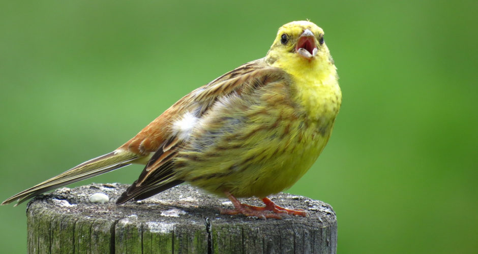 Vogelgesang erkennen – Tipps für aufmerksame Zuhörer