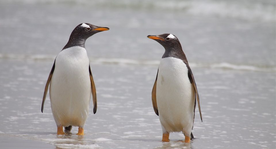 Eselspinguin – Schnellschwimmer im Frack