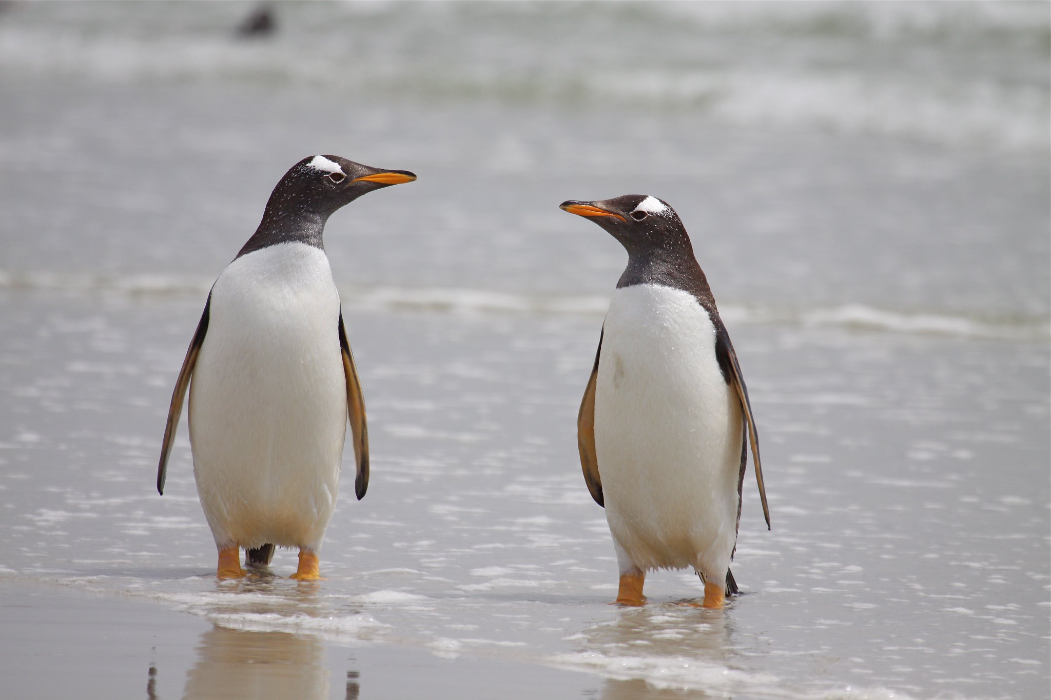 Eselspinguin – Schnellschwimmer im Frack