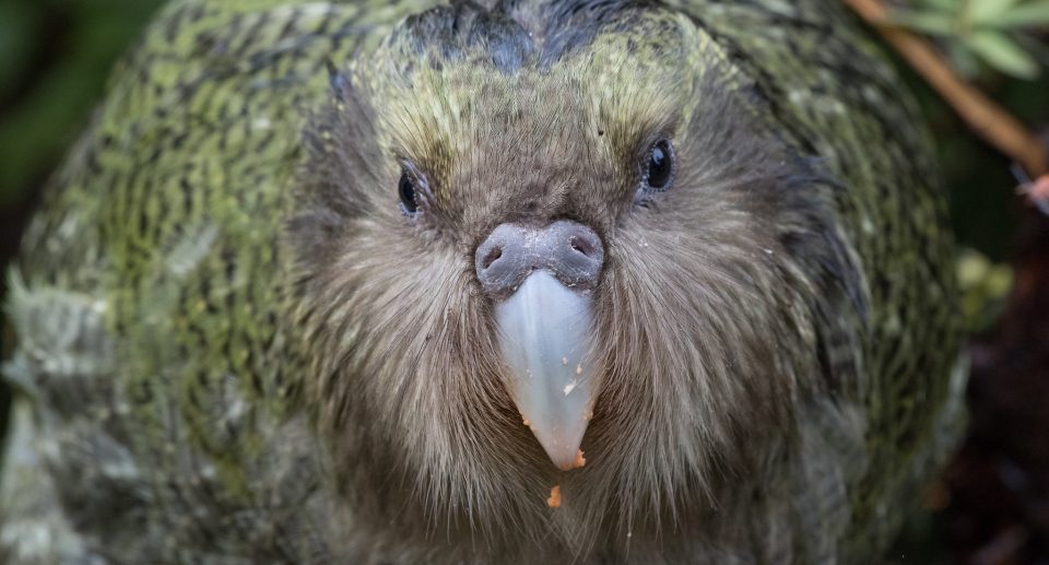 Duftendes Pummelchen: Der neuseeländische Kakapo