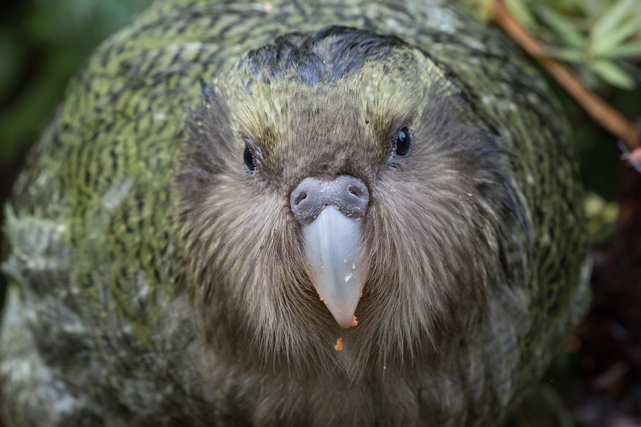 Duftendes Pummelchen: Der neuseeländische Kakapo