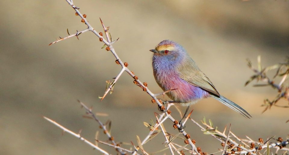 Purpurhähnchen – farbenprächtiger Winzling