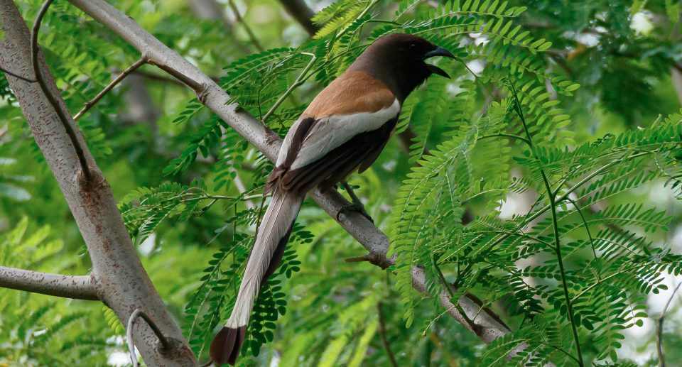 Wanderbaumelster – Langschwänziger Rabenvogel