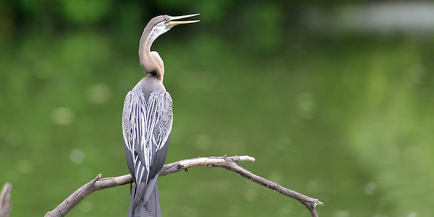 Indischer Schlangenhalsvogel – Pfeilschneller Jäger