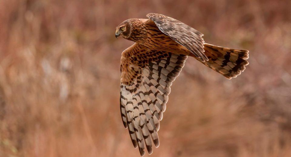 Greifvögel unterscheiden, Teil 1: Weihen